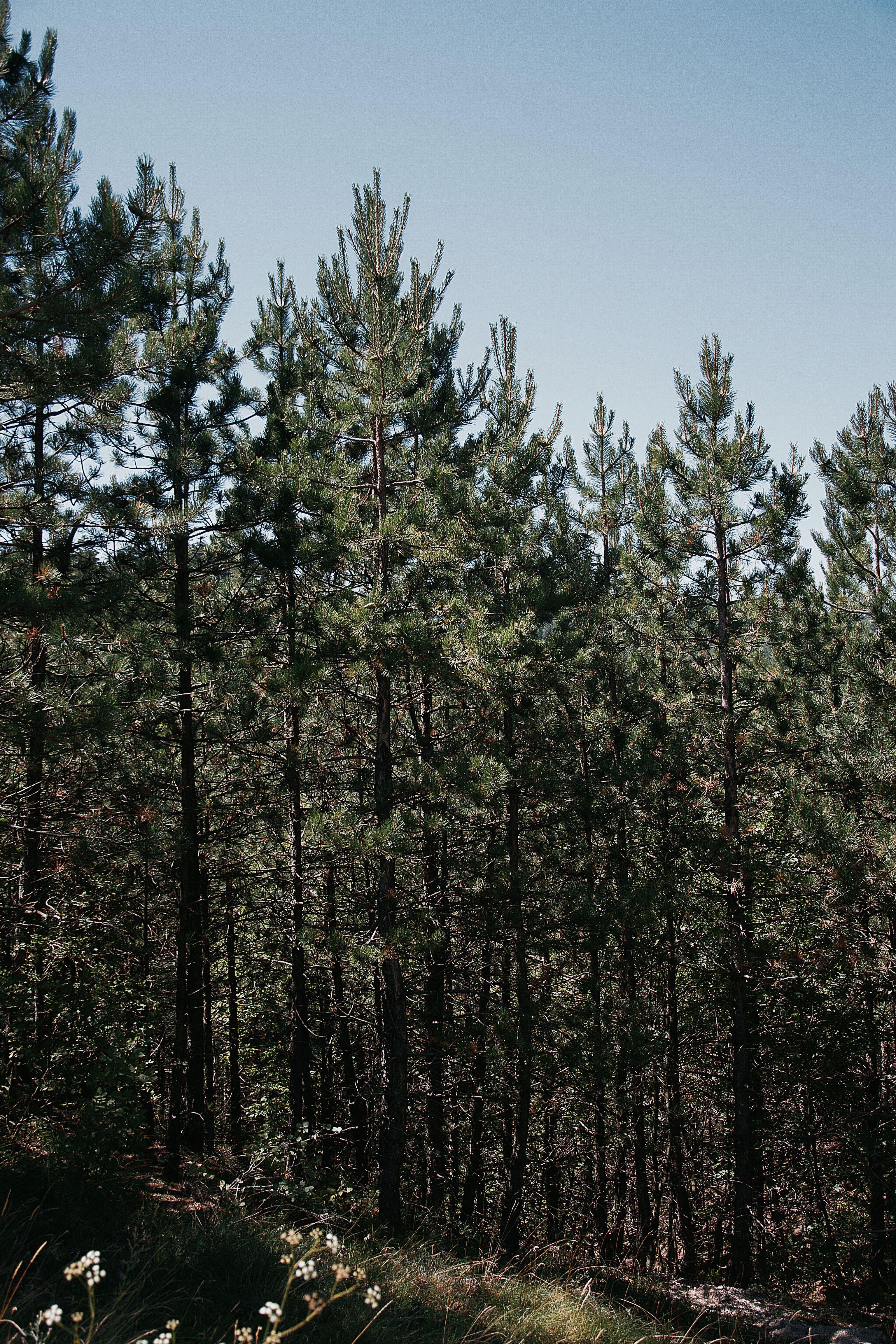 Tall Pine Trees in Hungarian Forest Landscape · Free Stock Photo