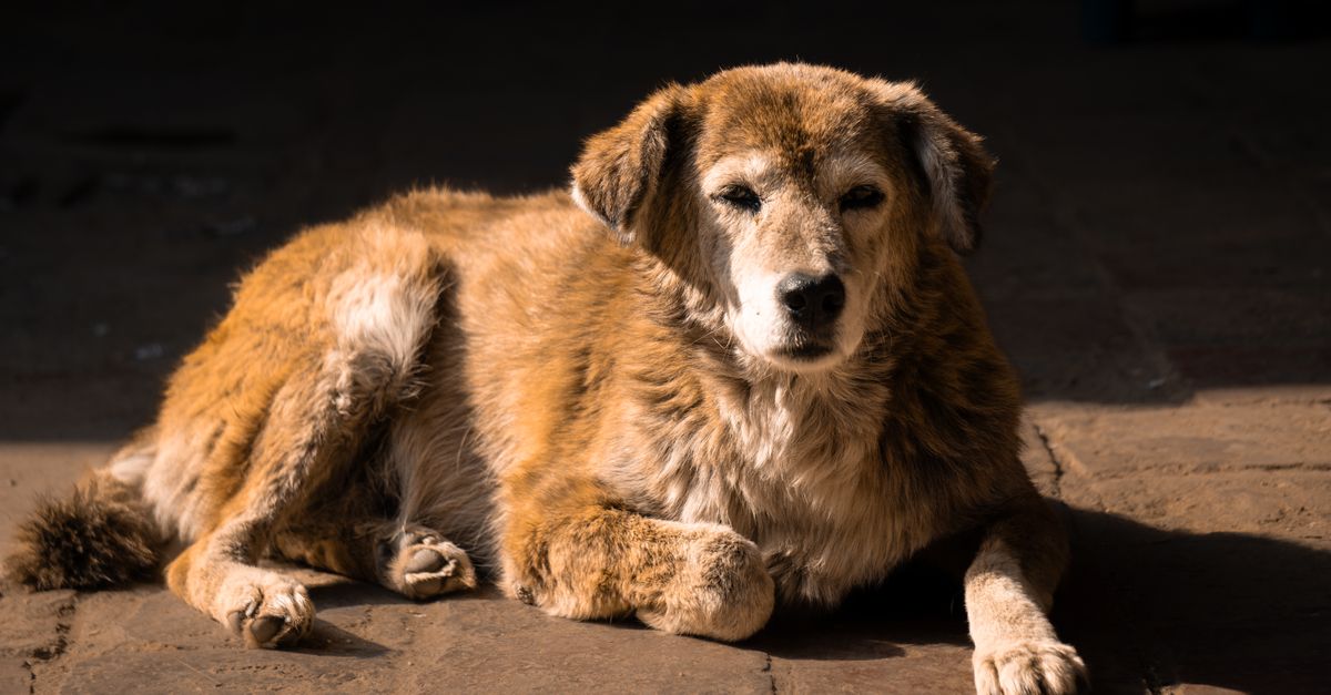 Best Mobility Aids for Senior Dogs That Can't Walk (2026 Guide)