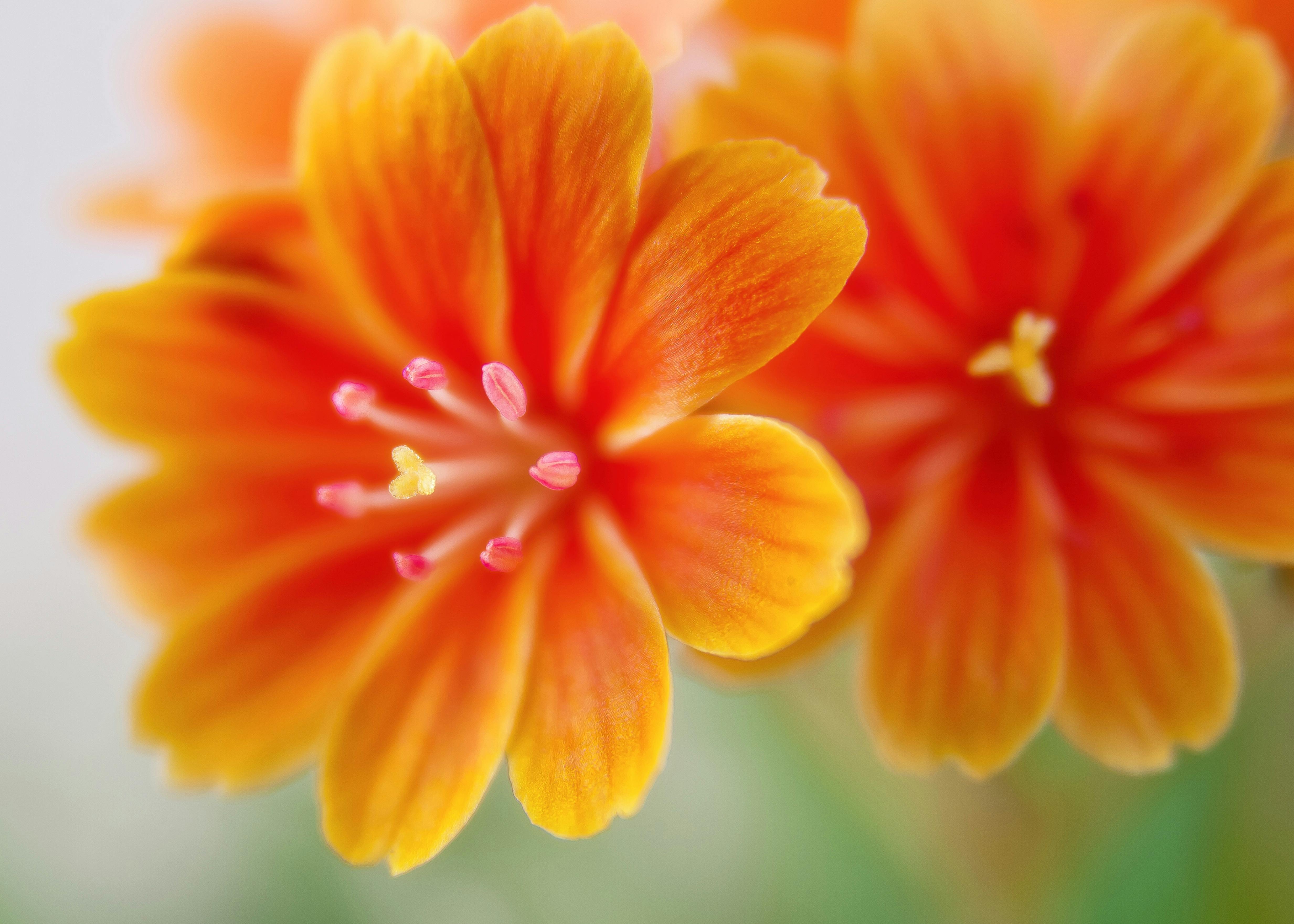 orange flower pictures