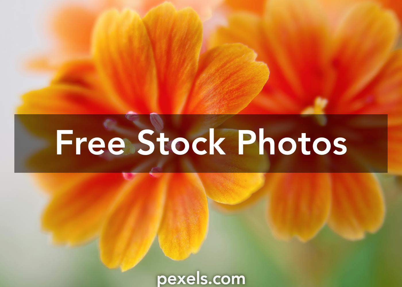 Orange Flowers Photos, Download The BEST Free Orange Flowers Stock ...