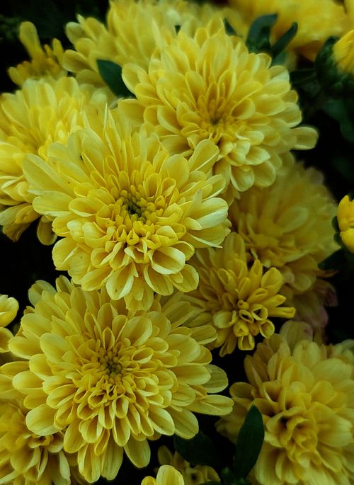 Free Close-up of vibrant yellow chrysanthemums showcasing their rich texture and beauty. Stock Photo