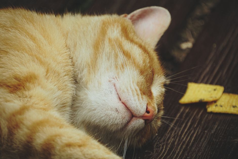 Peaceful ginger cat sleeping outdoors on a wooden surface, showcasing relaxed feline serenity.