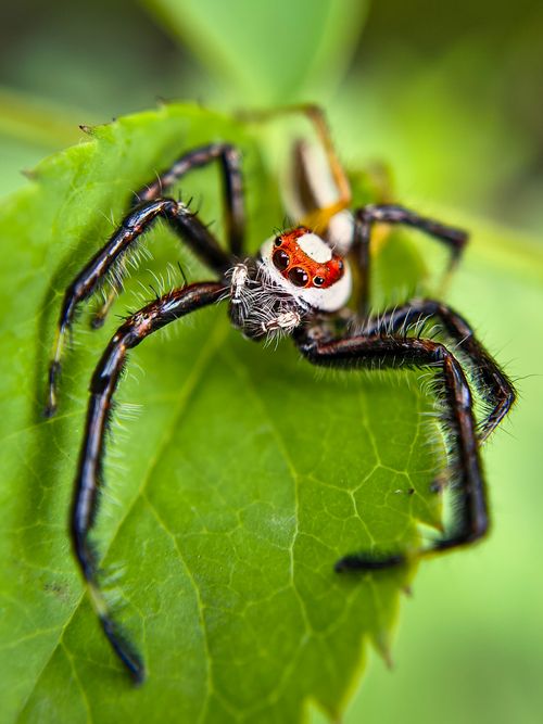 Free Detailed macro shot of a bold jumping spider (Phidippus audax) on a vibrant green leaf. Stock Photo