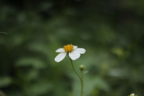 Free Close-up of a single white wildflower with a blurred green background, highlighting nature's simplicity. Stock Photo