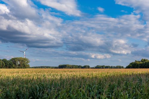 Free A vibrant cornfield under a bright blue sky with a wind turbine in the distance. Stock Photo