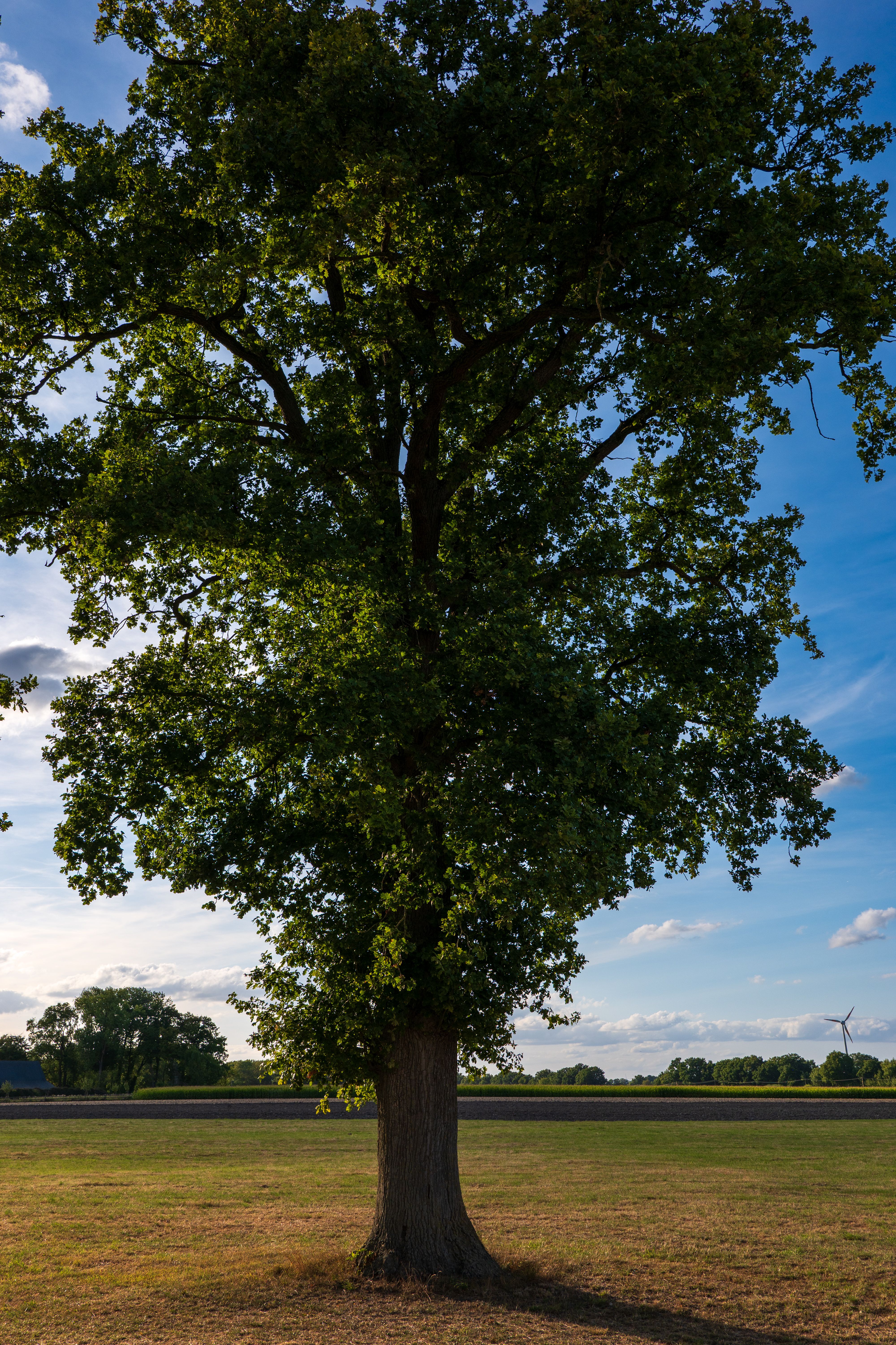 Tall Oak Tree in Idyllic Countryside Meadow · Free Stock Photo