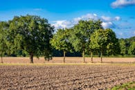 Peaceful Countryside Landscape with Trees