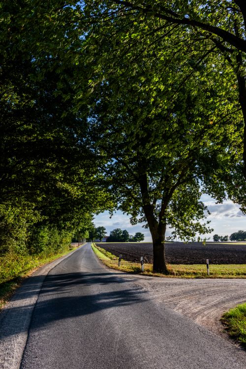 Free A tranquil countryside road under lush green foliage on a sunny day, perfect for scenic drives. Stock Photo