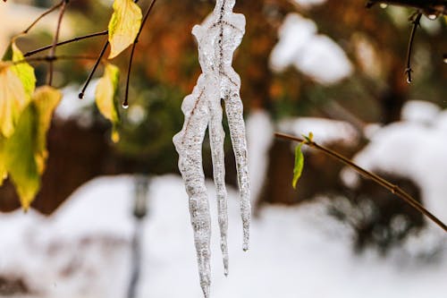 Základová fotografie zdarma na téma led, příroda, rampouch