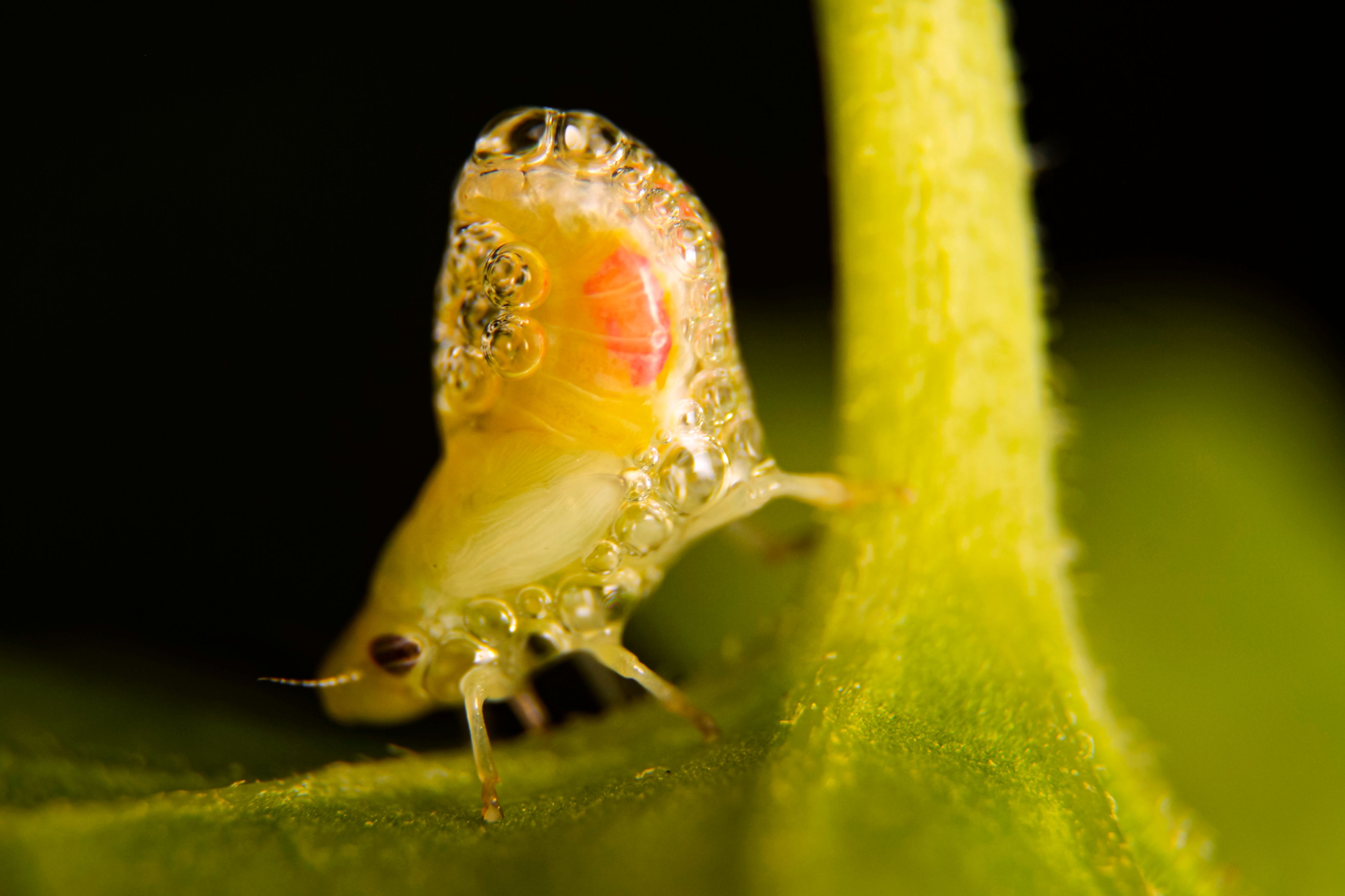 Close-up macro photograph of a colorful insect with water droplets on a leaf in Indonesia.