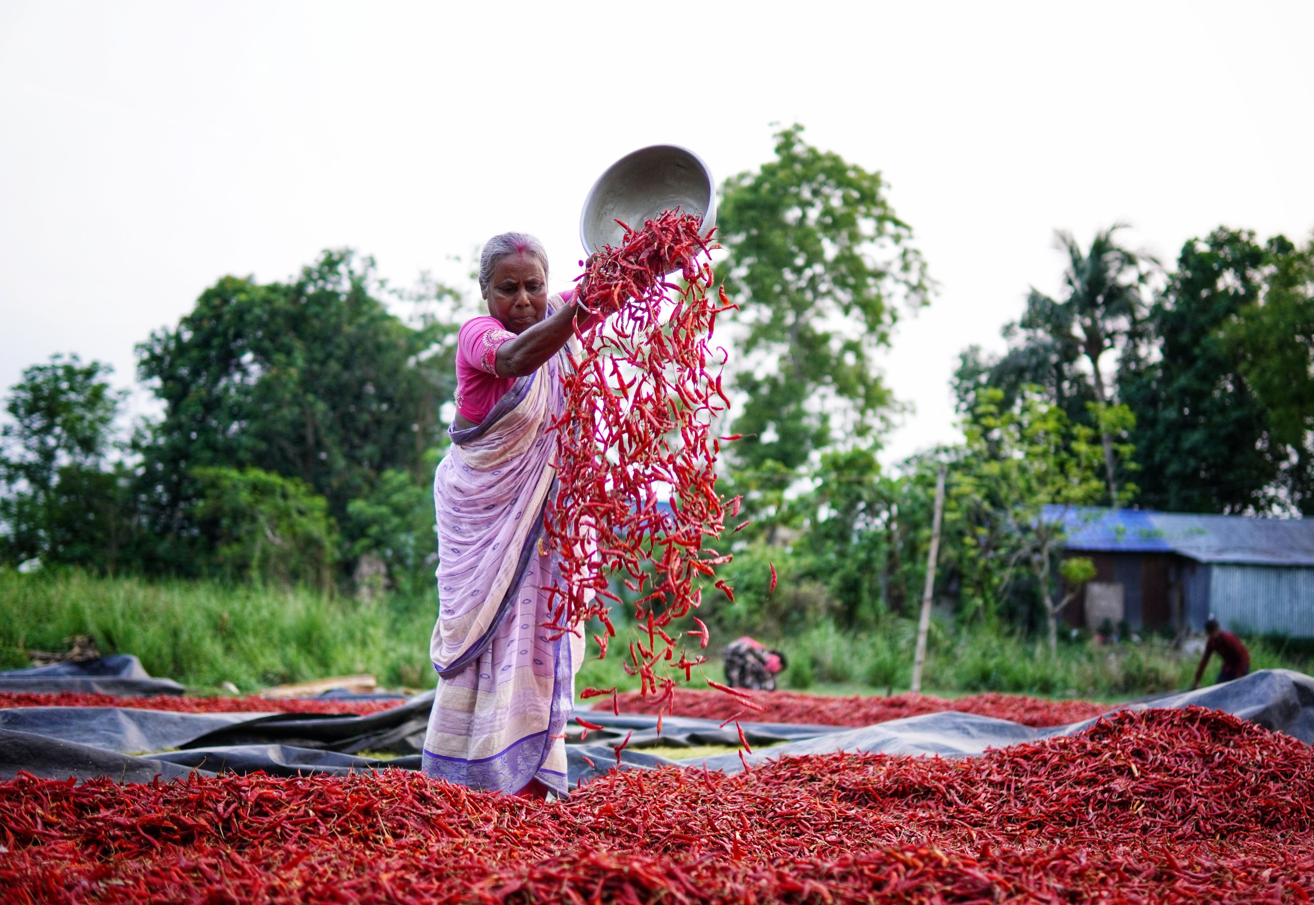 Byadagi Chilies