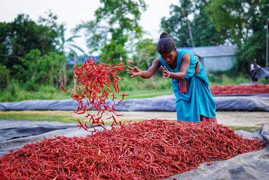 A woman in traditional attire sorts red chilies in a field in West Bengal, India.