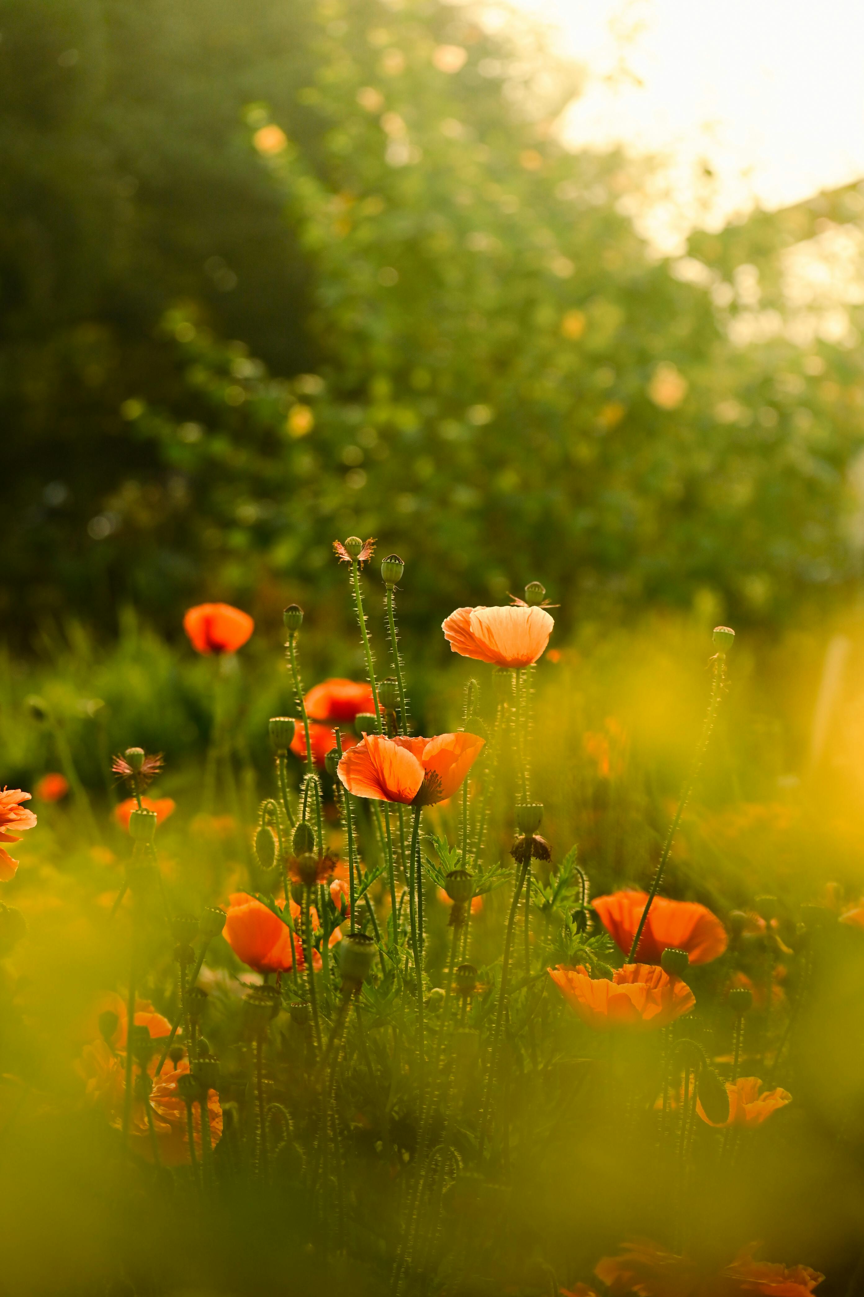 Contoh Kasus: Mengapa Z-Index Tidak Berfungsi?