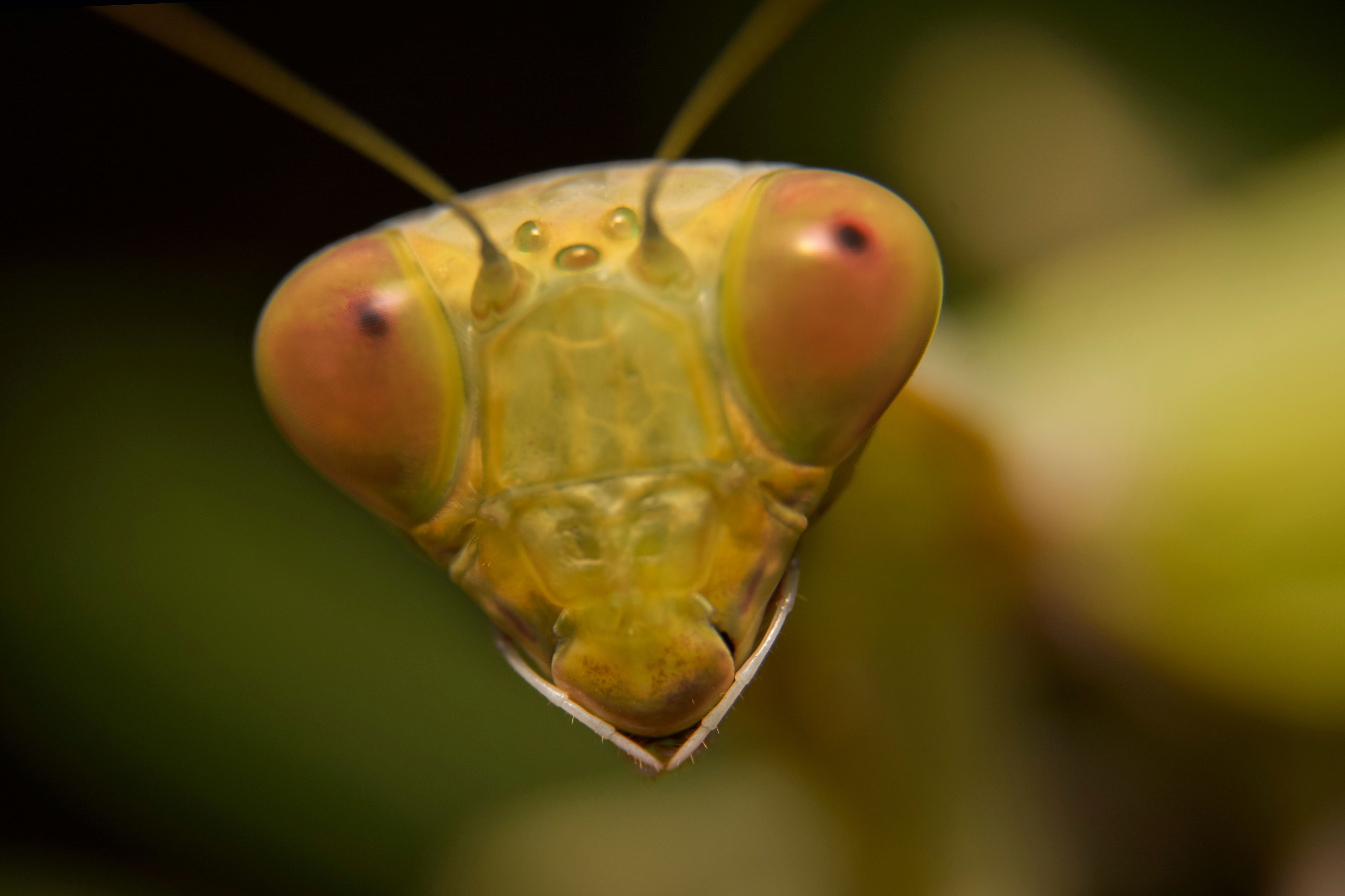 Close-up Macro of a Praying Mantis Head · Free Stock Photo