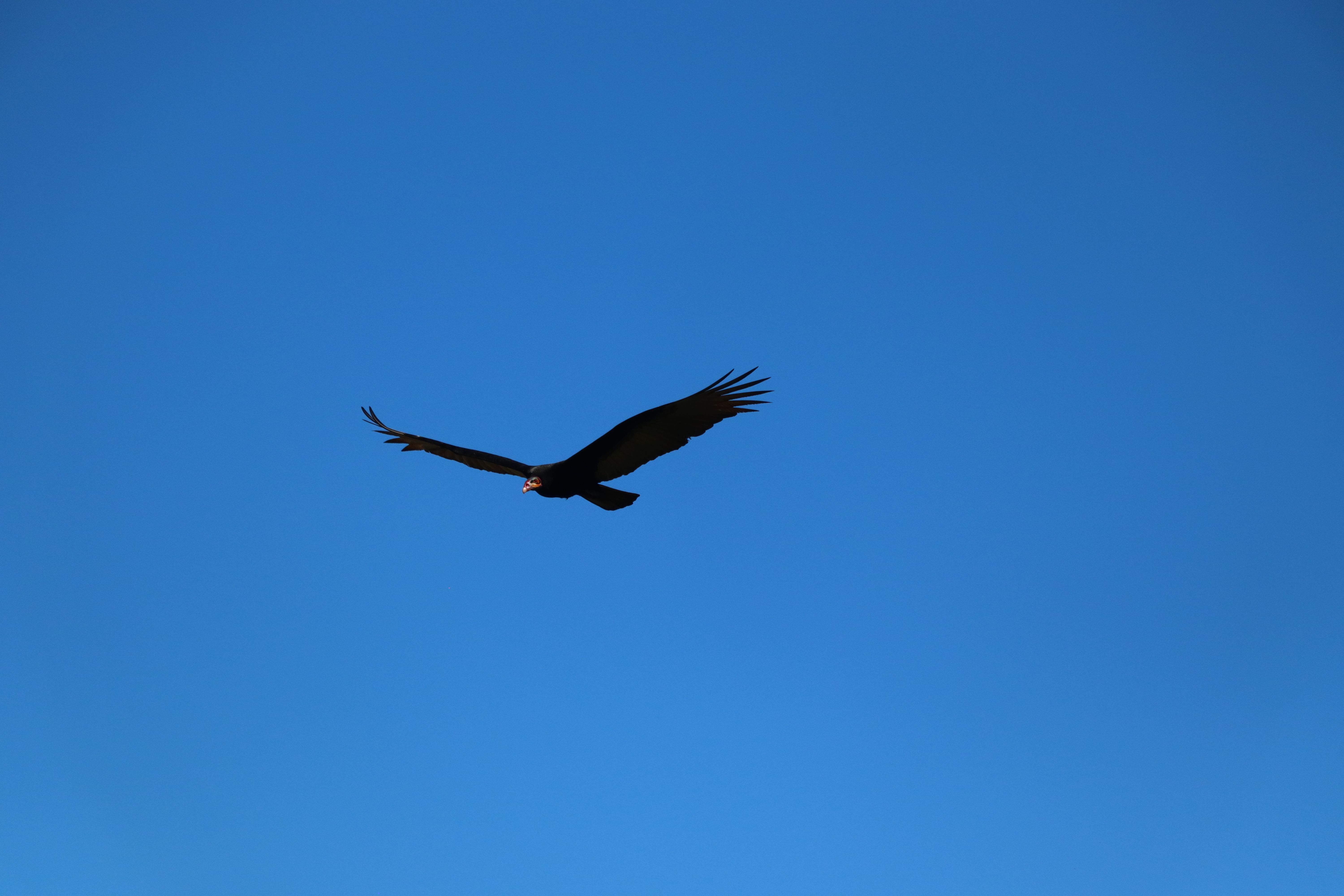 Majestic Eagle Soaring Through Blue Sky · Free Stock Photo