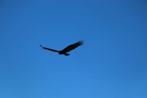 Free An eagle majestically soars across a bright blue sky captured in Salto del Guairá, Paraguay. Stock Photo