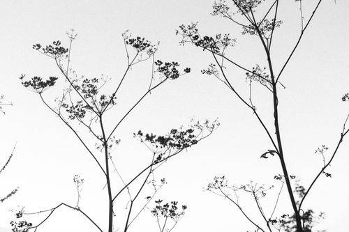Free Black and white image capturing the ethereal silhouettes of wildflower stems against a clear sky. Stock Photo