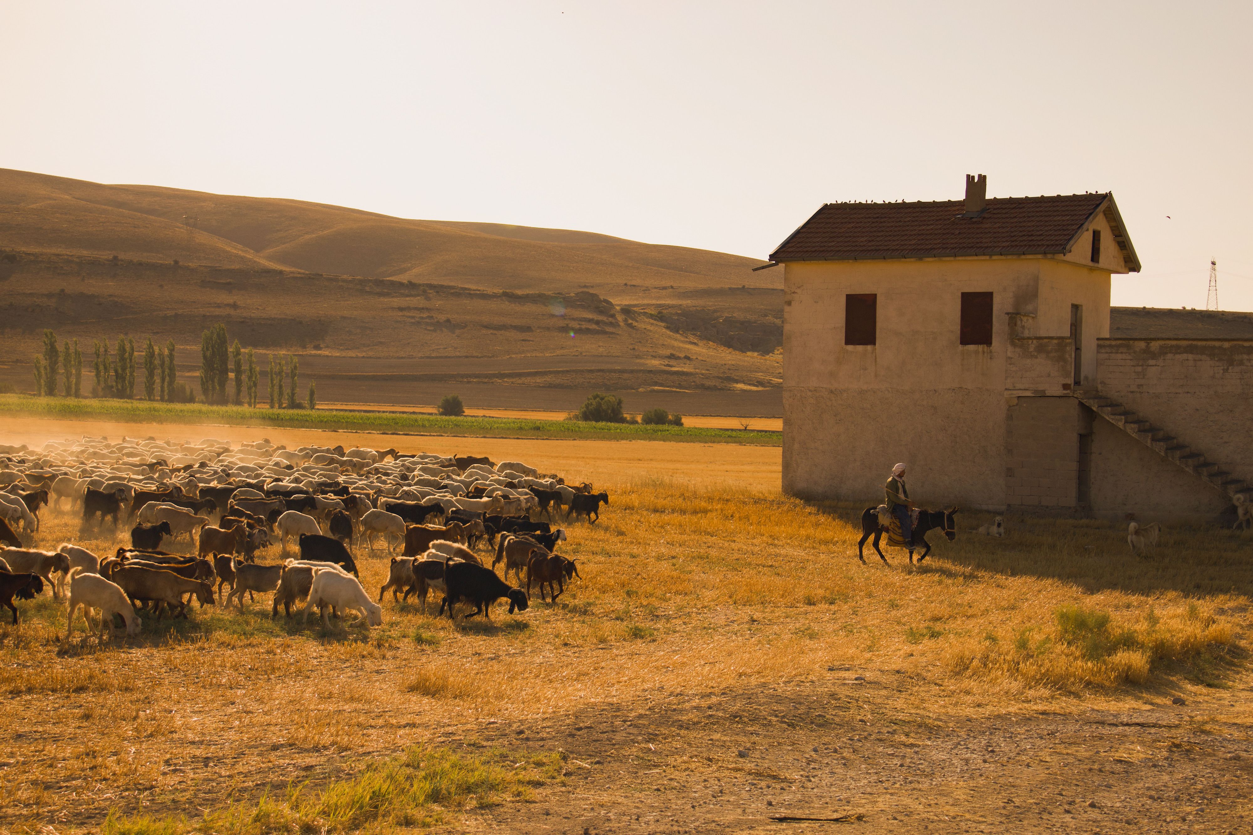 Türkiye’s population prefers Western lifestyle, survey shows — Photo by Sena on Pexels