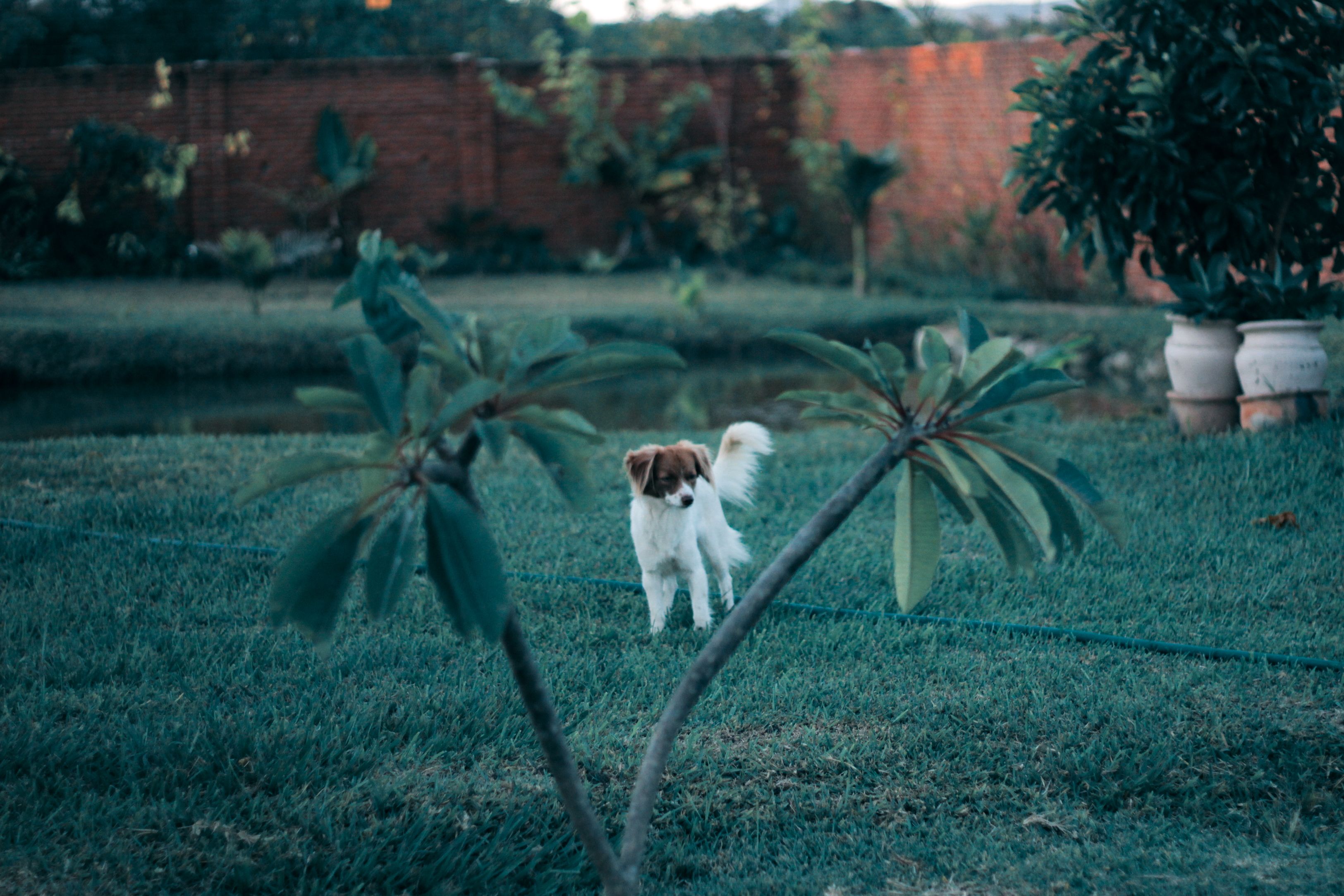 Portrait of a dog at a veterinary clinic