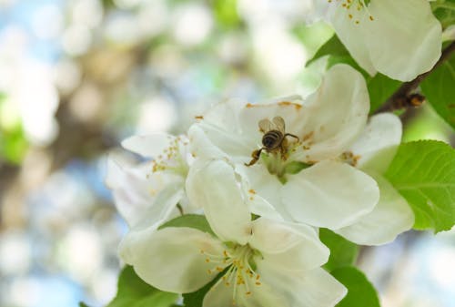 arı, bal özü, Beyaz çiçek içeren Ücretsiz stok fotoğraf