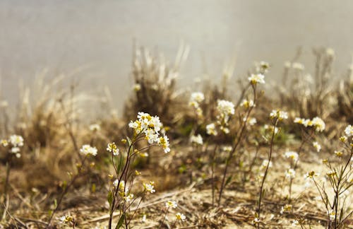 Fotobanka s bezplatnými fotkami na tému biela, krásny, kvet