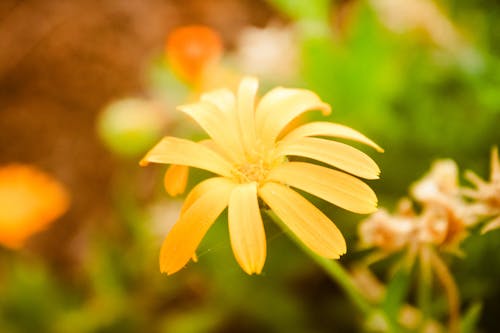 Gratis stockfoto met bloem, geel, mooi