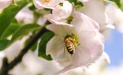 Kostenloses Stock Foto zu biene, blume, gesund