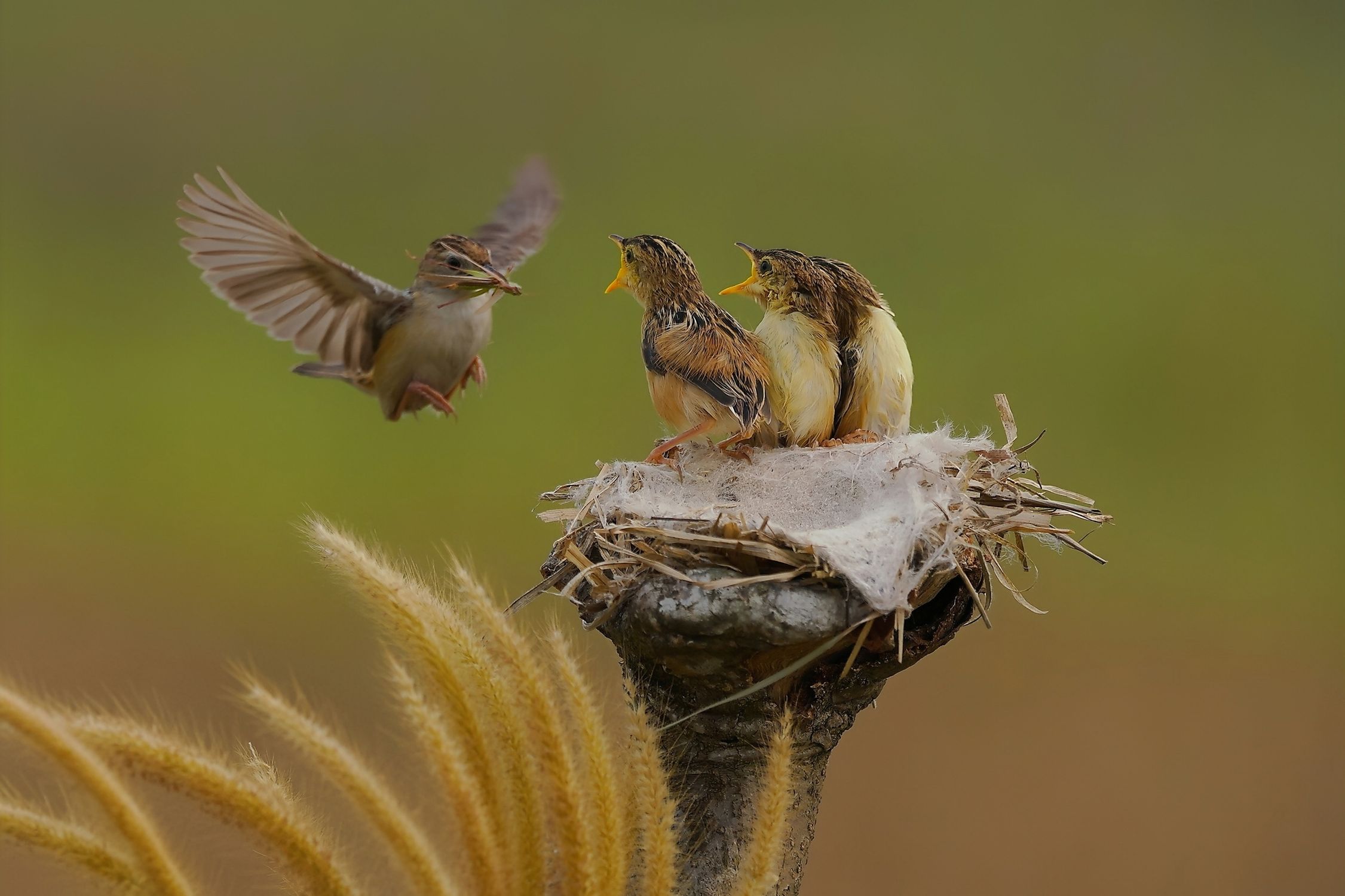 Nesting Animals Birds Nesting in Natural Setting · Free Stock Photo