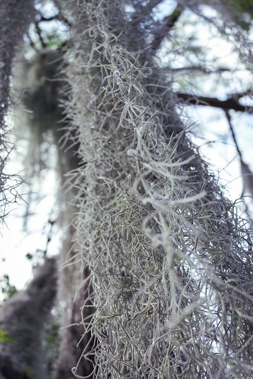 Základová fotografie zdarma na téma les, příroda, rostlina