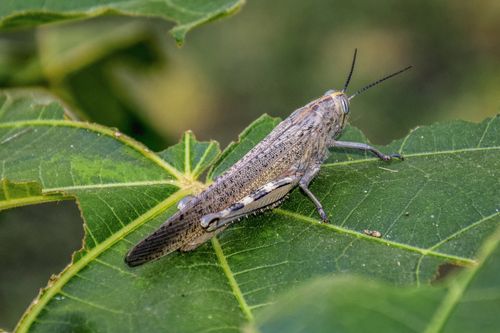 Free Close-up of a grasshopper perched on a green leaf in Alicante, Spain. Stock Photo
