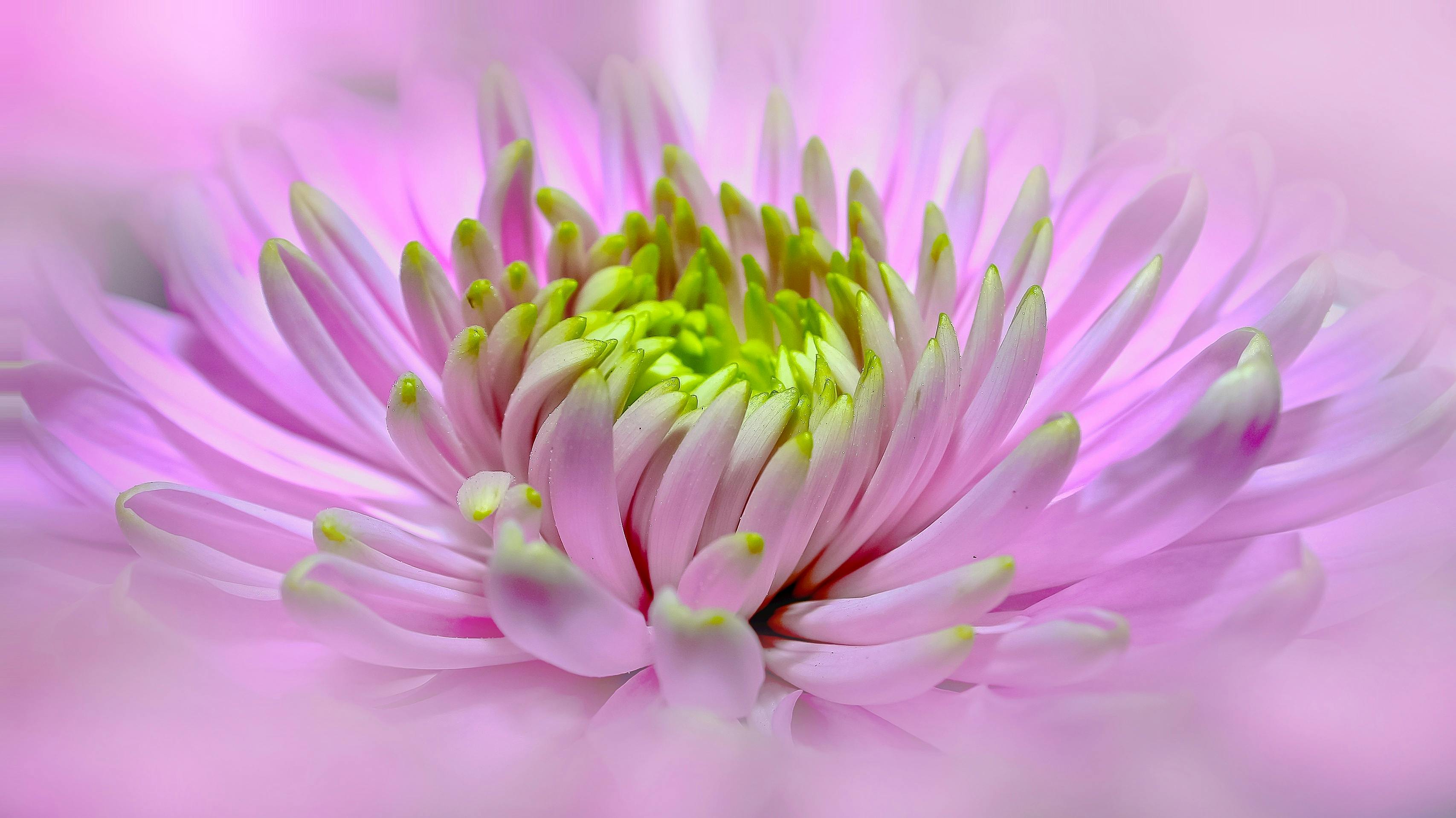 Closeup Photography of Purple Silk Flowers With Dewdrops · Free Stock Photo