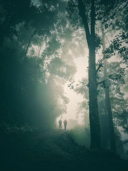 Free A serene misty forest scene with two figures walking along a foggy path. Stock Photo