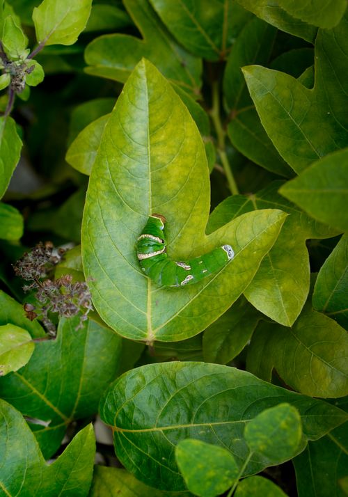 Free Vibrant green caterpillar resting on a lush green leaf, surrounded by foliage. Stock Photo