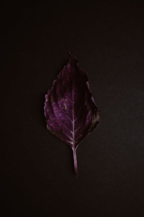 Purple Leaf