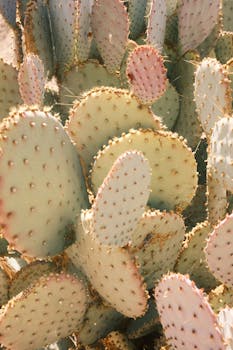 Detailed view of a prickly pear cactus showing its textured pads under bright sunlight.