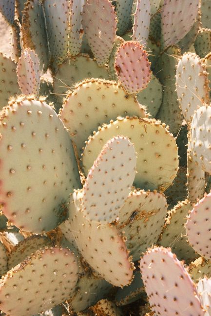 Detailed view of a prickly pear cactus showing its textured pads under bright sunlight.