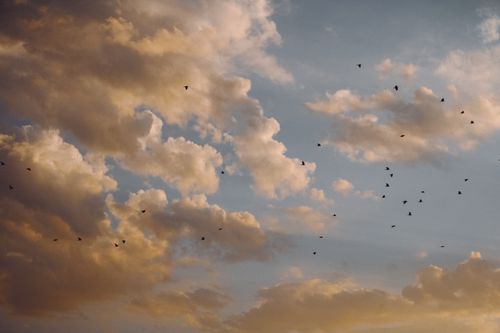 Free A peaceful sunset sky filled with birds flying amidst fluffy clouds. Stock Photo
