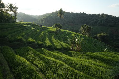 Free Serene view of vibrant rice terraces with a backdrop of lush hills and scattered palm trees. Stock Photo