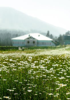 Beautiful meadow with daisies and a house against a mountainous background