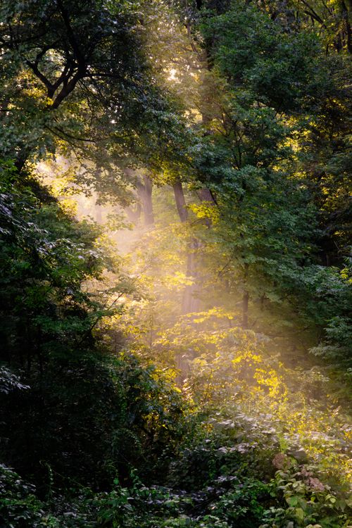 Free Golden sunlight beams through a lush green forest, creating a serene atmosphere. Stock Photo