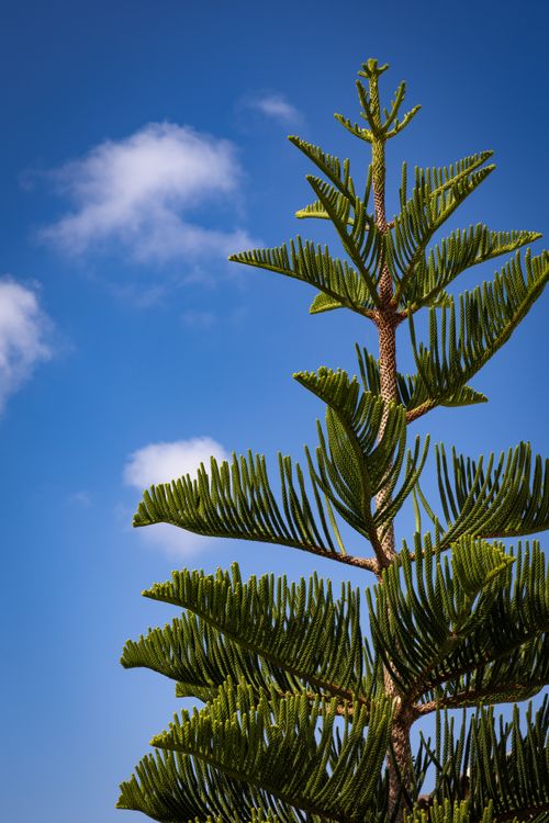 Free Vertical shot of Norfolk Island Pine with blue sky and clouds. Stock Photo