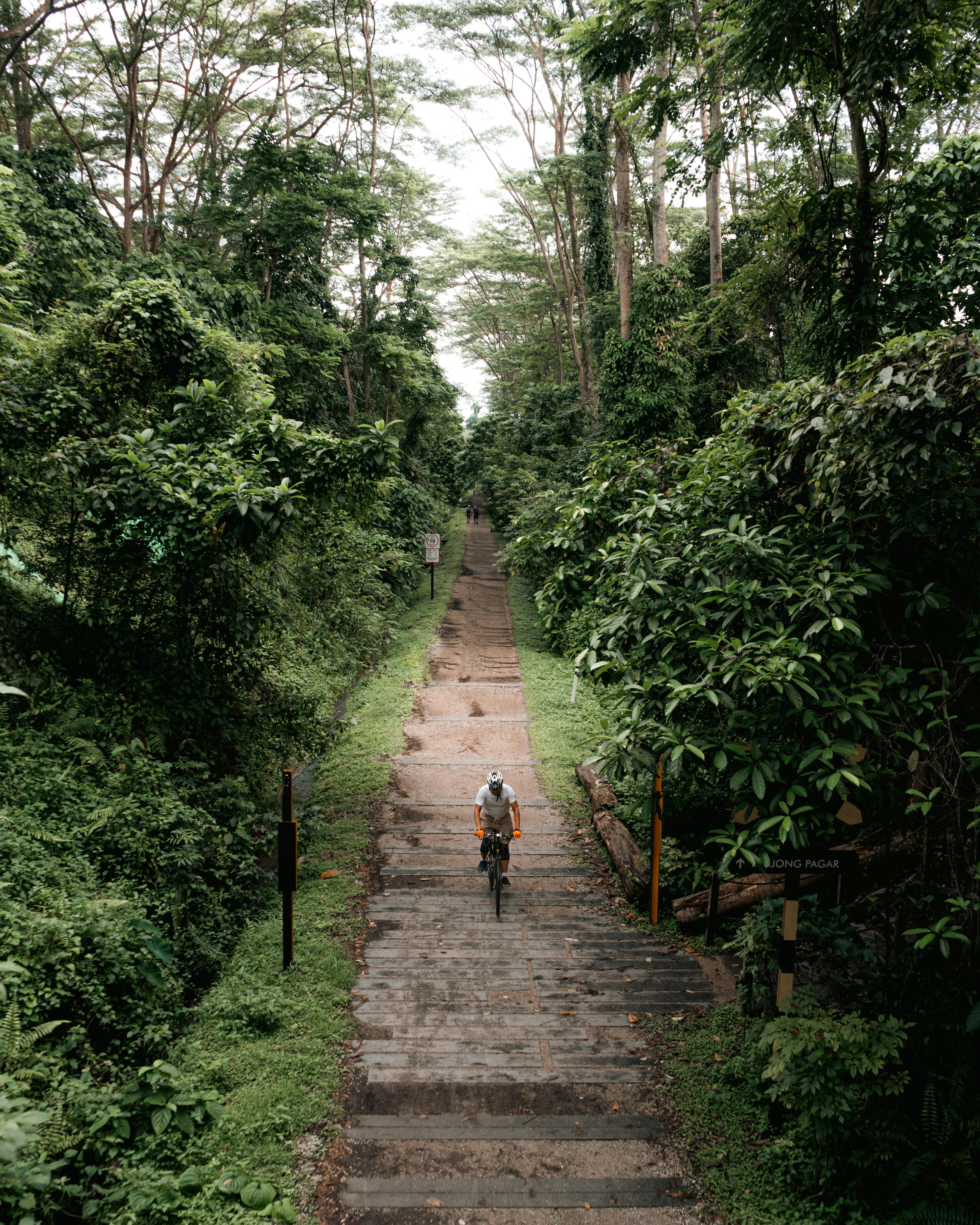 A cyclist travels through a green forest pathway in Singapore, offering a serene nature escape.