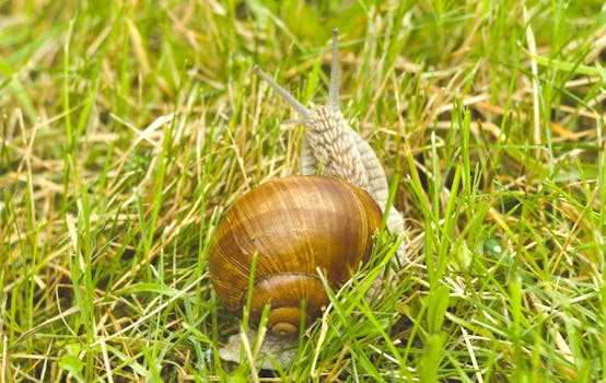 Macro shot of a snail on lush green grass showcasing detailed shell texture.