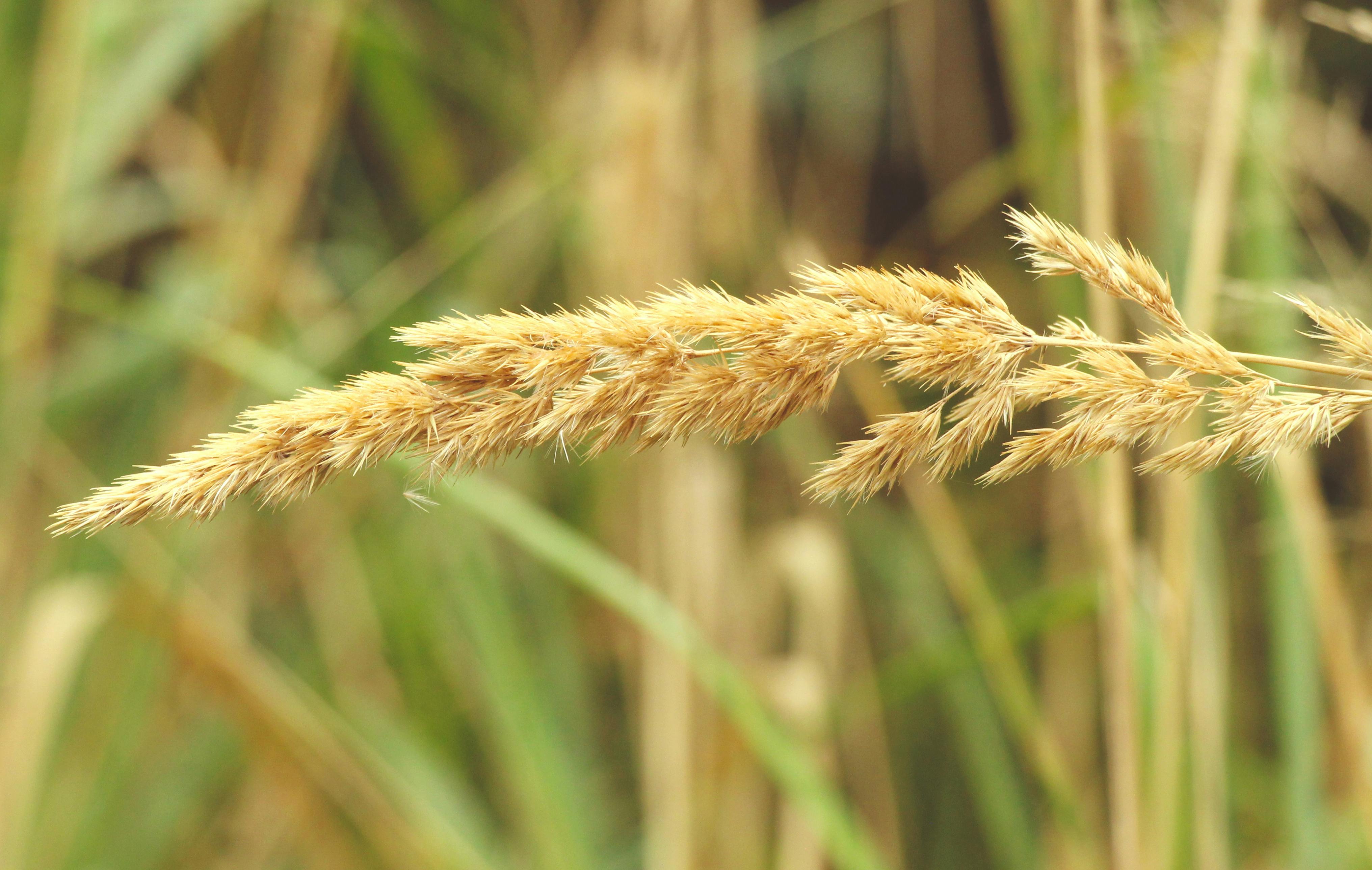 Detailed macro of a golden wheat stalk with blurred background, depicting nature's beauty.