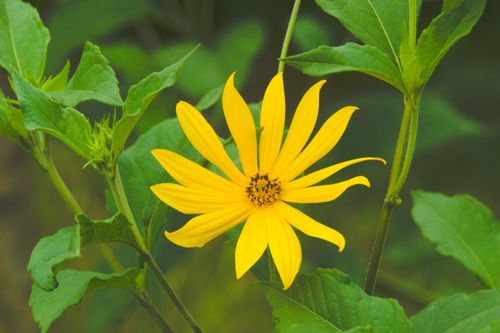 Free Vibrant yellow sunflower with green leaves in a natural setting, showcasing nature's beauty. Stock Photo