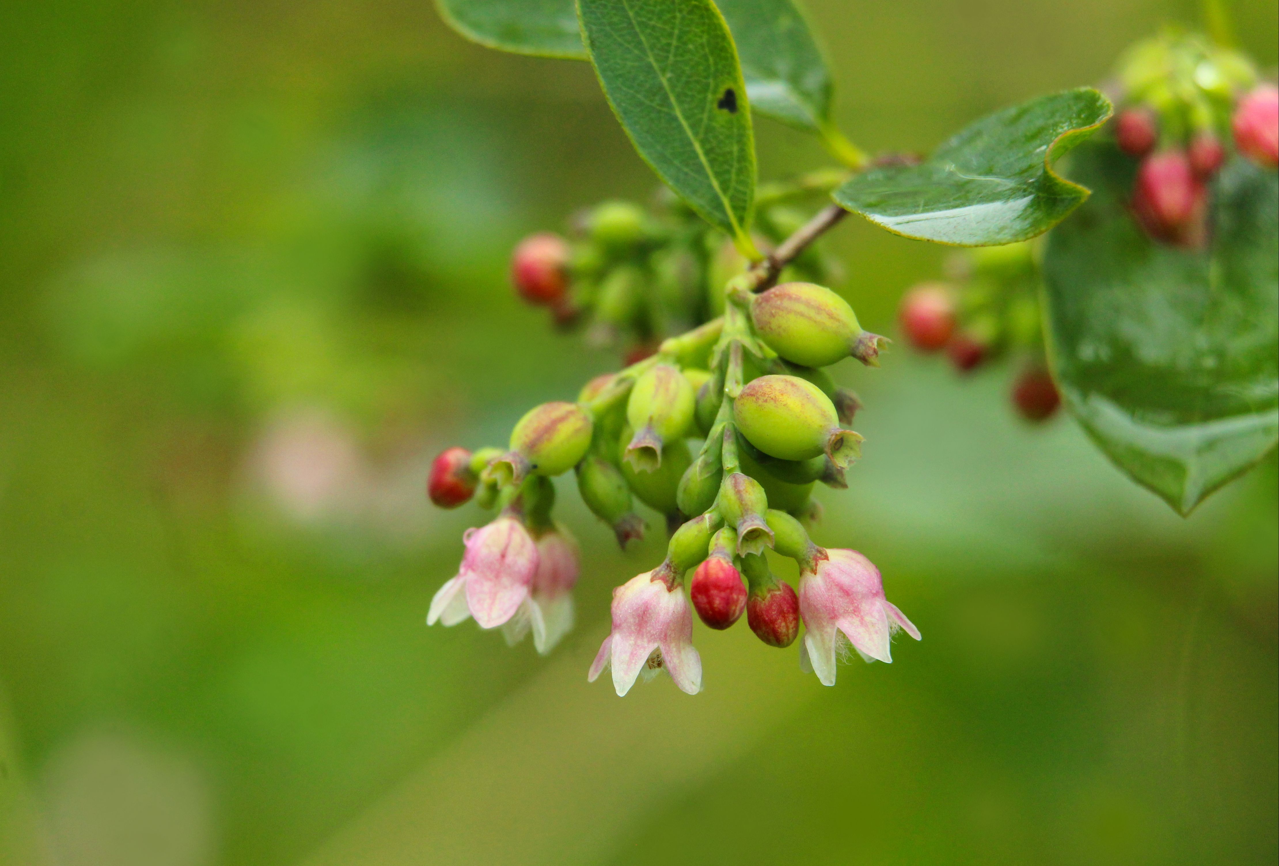 Huckleberry plant with blossoms