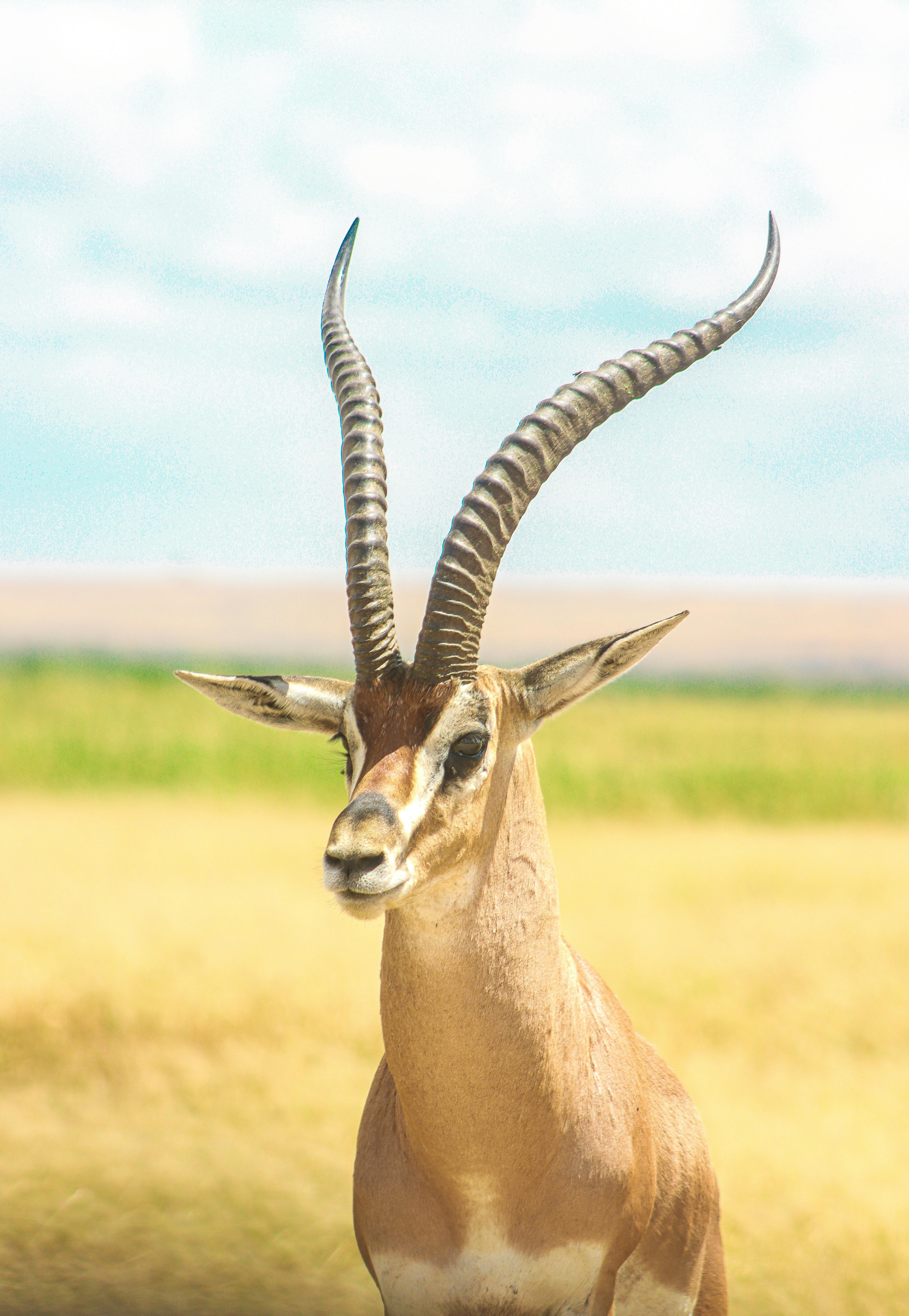grátis Close-up de uma gazela de Grant no Condado de Kajiado, na pitoresca savana do Quênia. Foto profissional