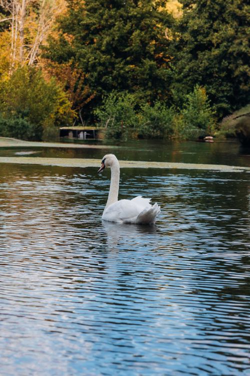 Free A serene swan glides across a calm lake surrounded by lush greenery, perfect for tranquility-themed projects. Stock Photo