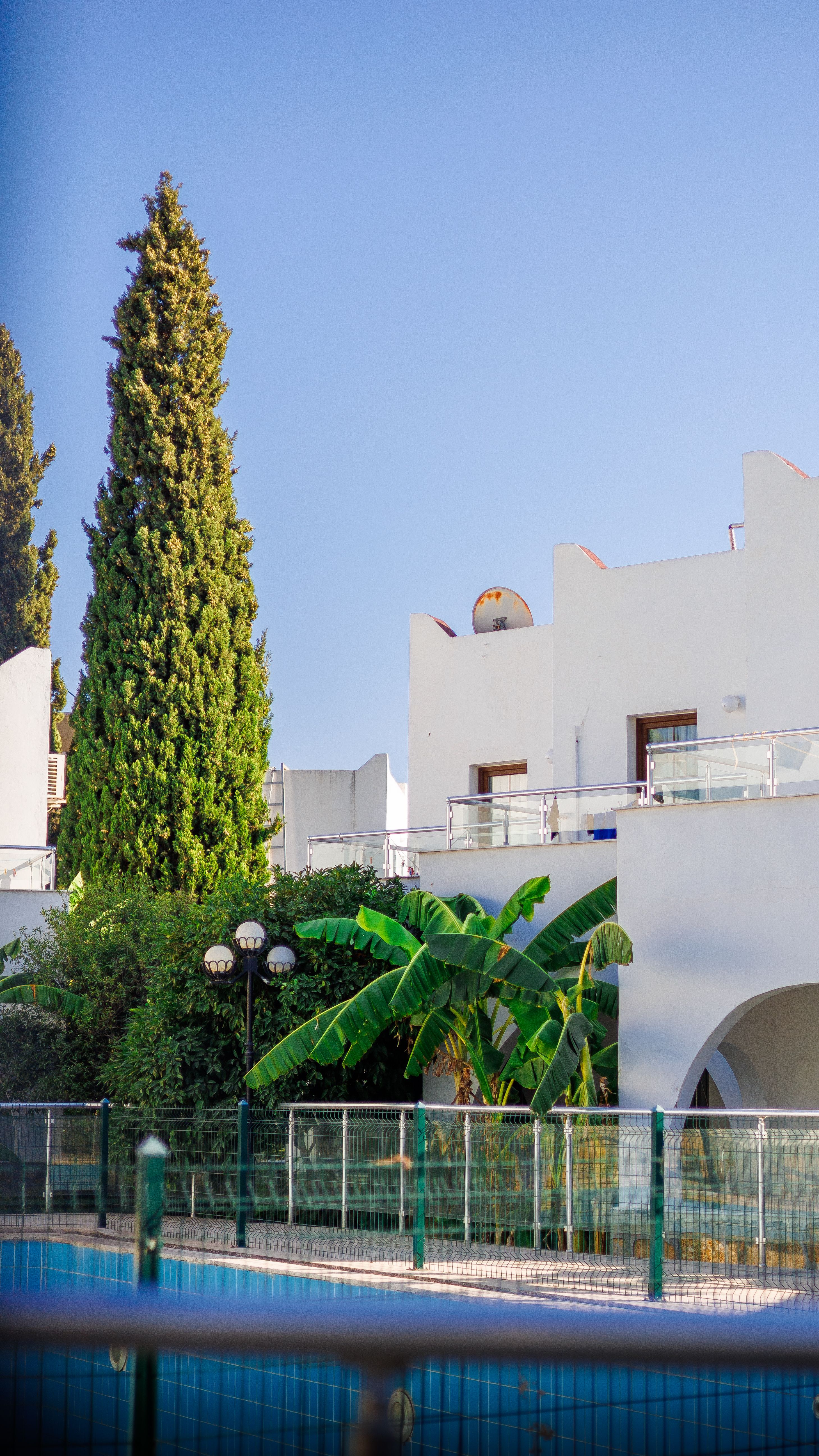 White Mediterranean architecture with lush garden featuring tall evergreen tree and banana plant.