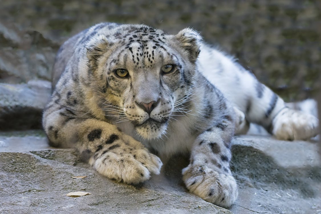 White Tiger on Grey Rock